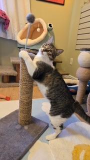 Enlarge Deeks, a Adoptable mixed breed in Gilbert, AZ image 5/5