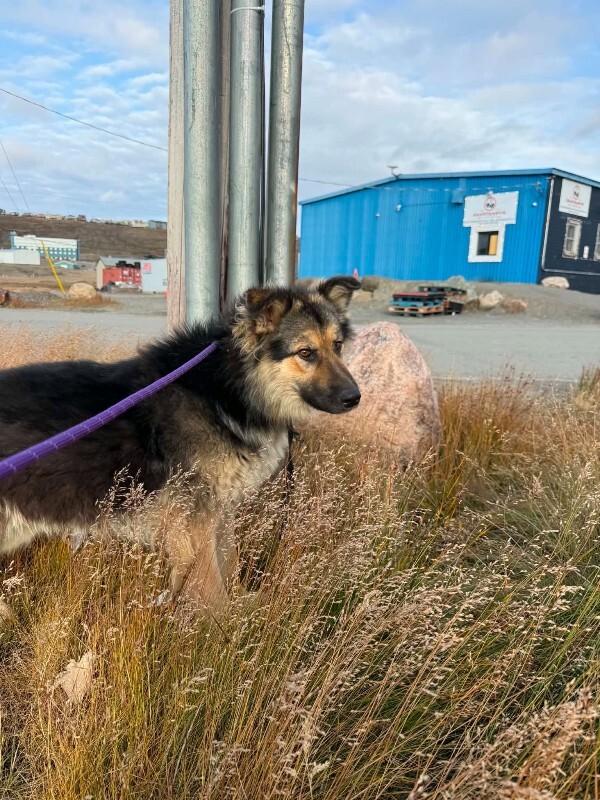 Wolfie, Adoptable, Adult Male Mixed Breed.