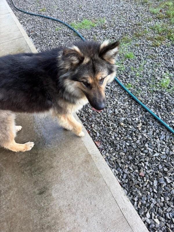 Enlarge Wolfie, a Adoptable Mixed Breed in Athens, ON image 2/4