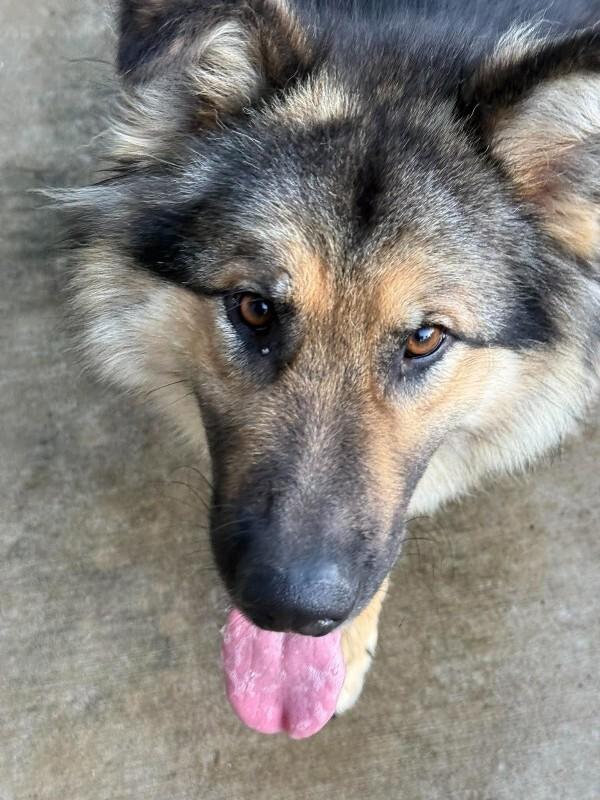 Enlarge Wolfie, a Adoptable Mixed Breed in Athens, ON image 3/4