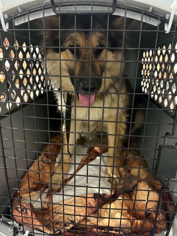 Enlarge Wolfie, a Adoptable Mixed Breed in Athens, ON image 4/4
