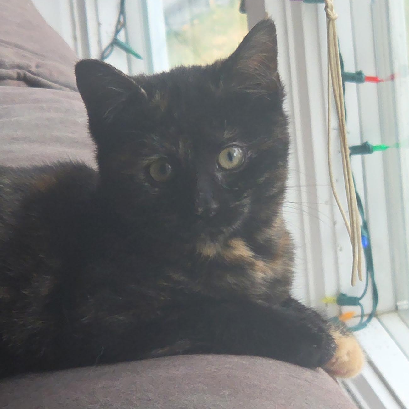 Luna, an adopted Tortoiseshell in Cranford, NJ image 1/2