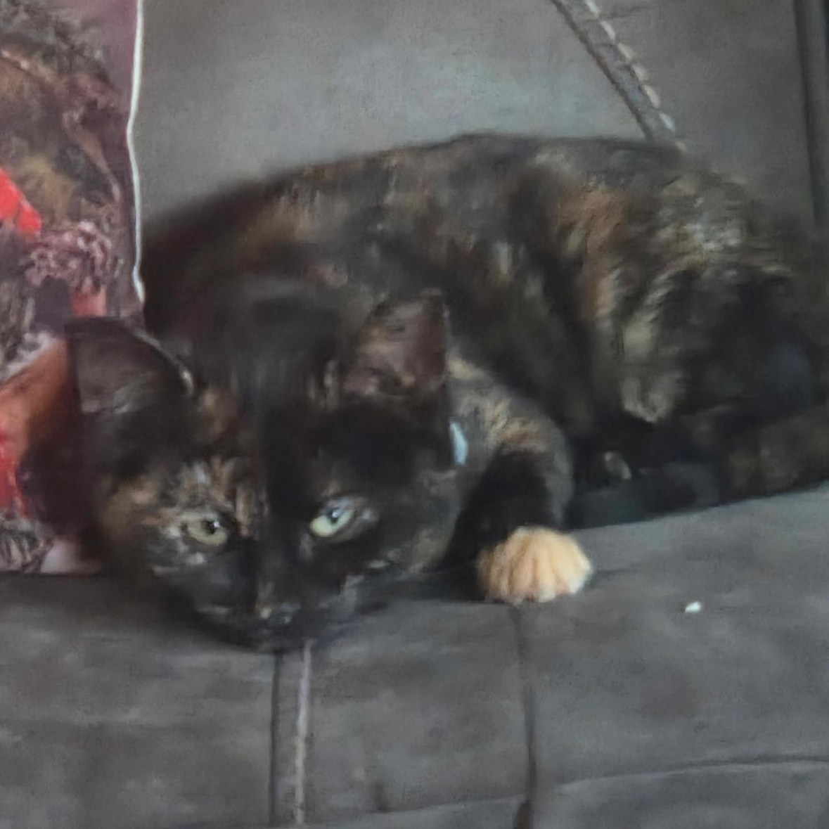 Luna, an adopted Tortoiseshell in Cranford, NJ image 2/2