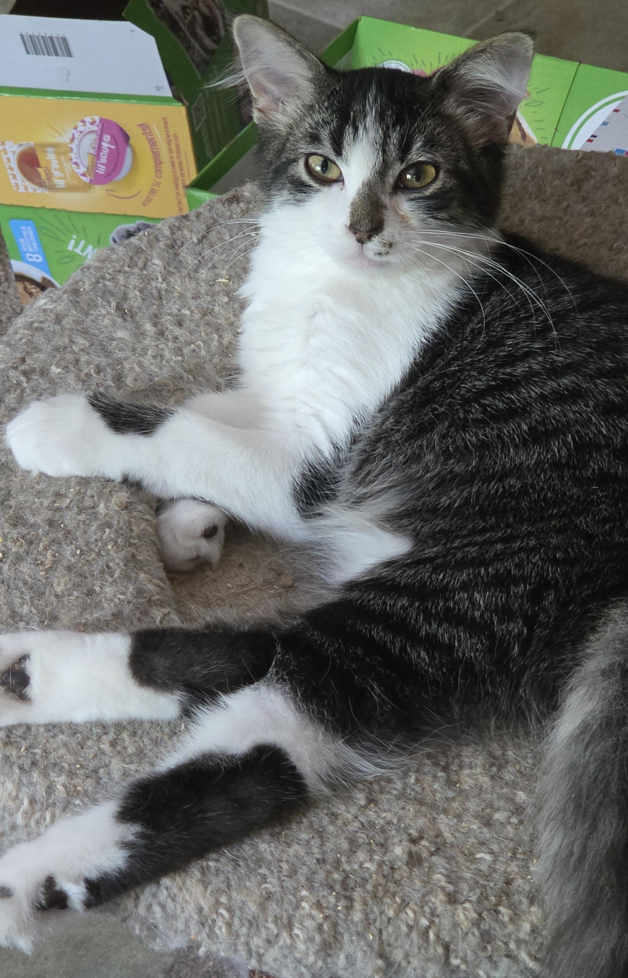 Enlarge PICKLE - lap cat, a Adoptable mixed breed in Harrison, MI image 1/3