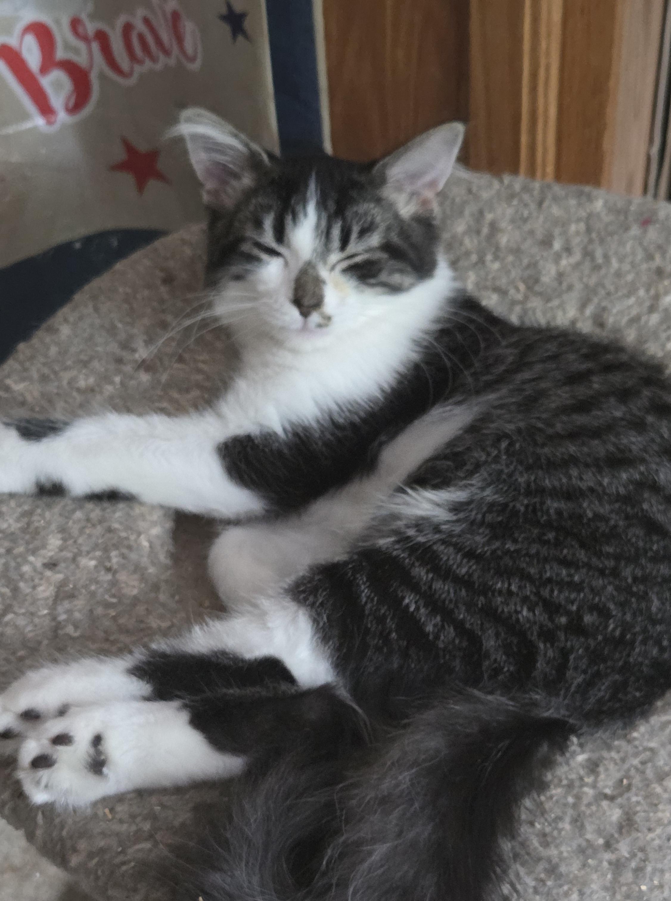 Enlarge PICKLE, a ADOPTABLE mixed breed in Harrison, MI image 2/2