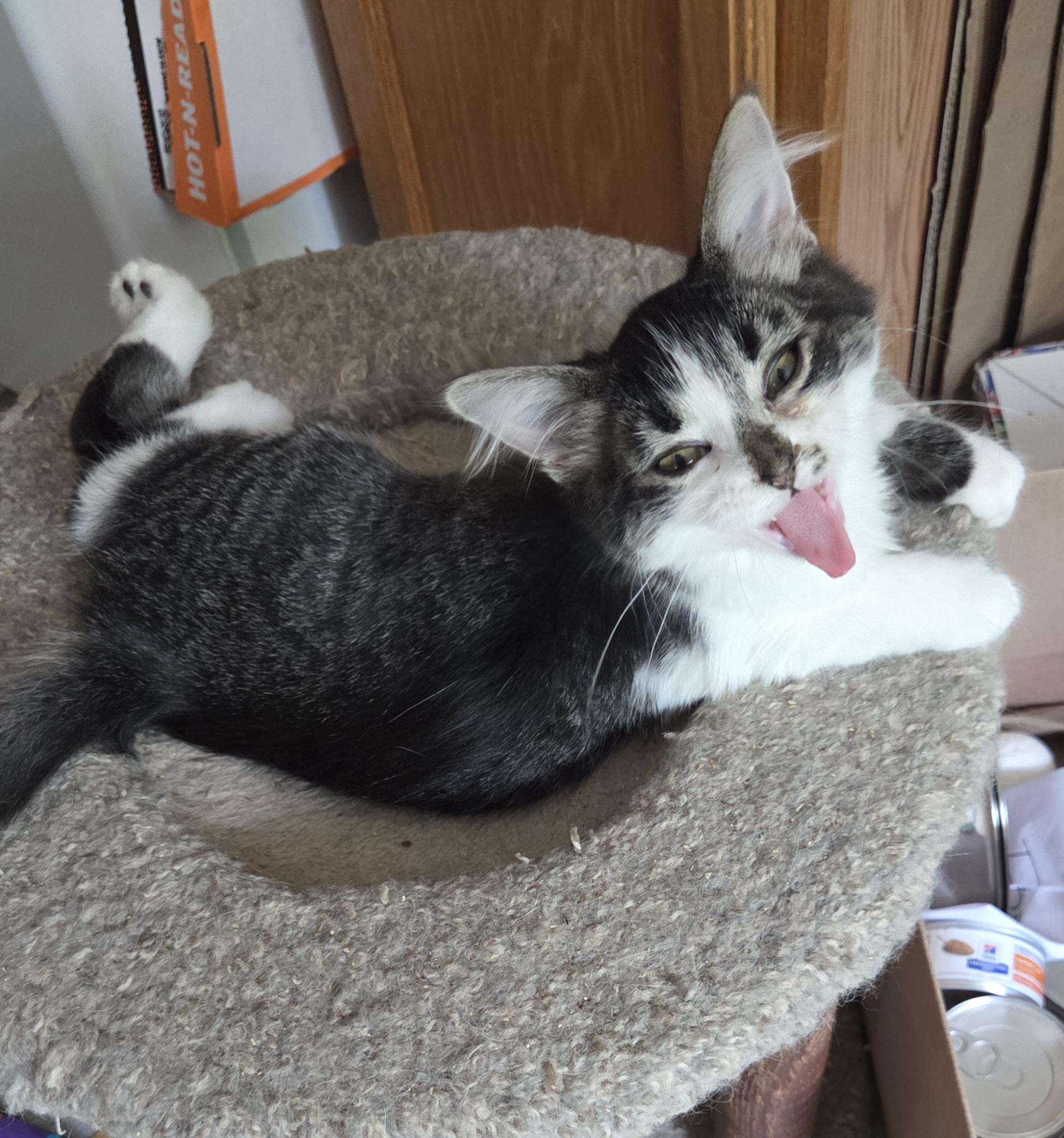 PICKLE, ADOPTABLE, Young Male Domestic Medium Hair.