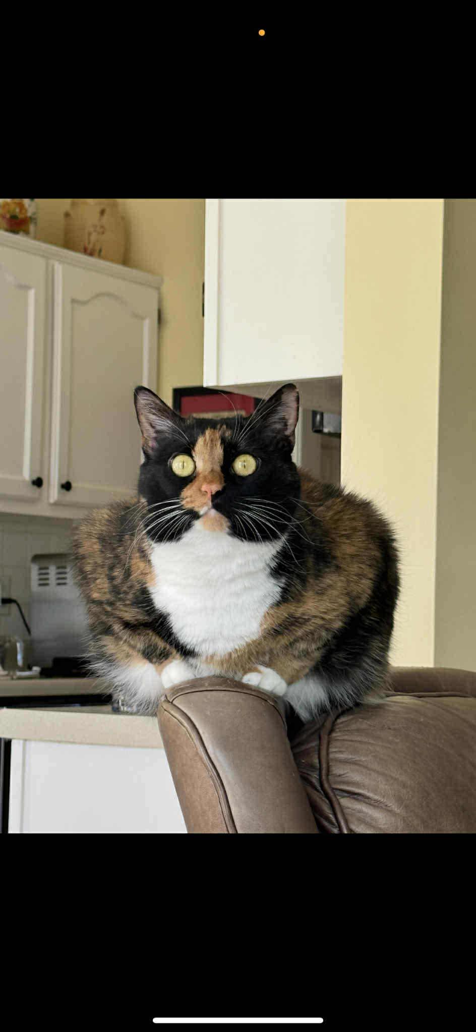 Harlowe (Megan-Fostered in TN), Adoptable, Adult Female Calico.