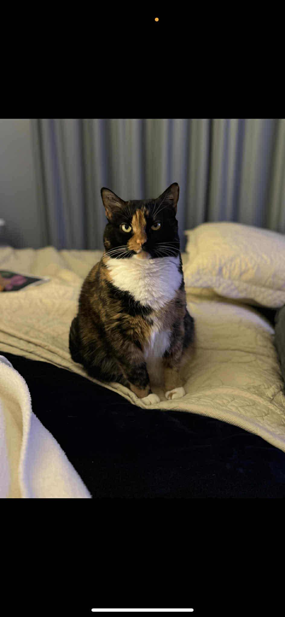 Enlarge Harlowe (Megan-Fostered in TN), a Adoptable mixed breed in Brooklyn, CT image 2/3