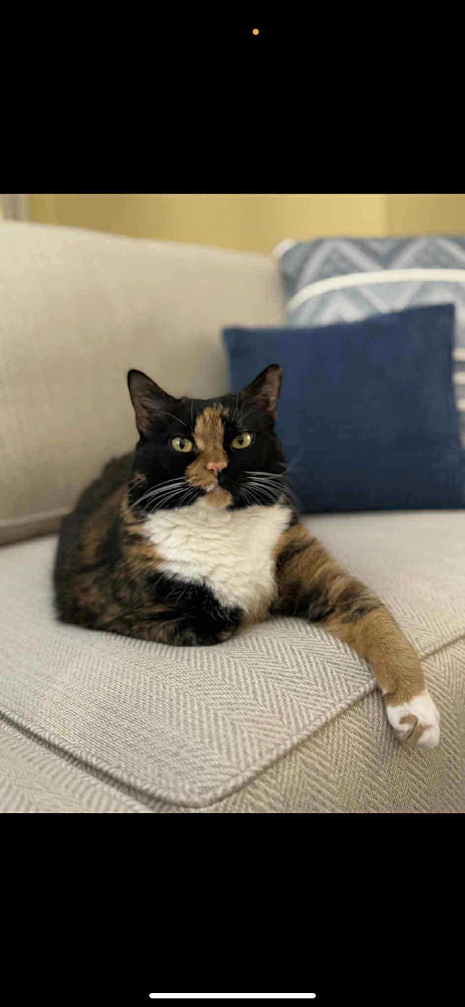 Harlowe (Megan-Fostered in TN)