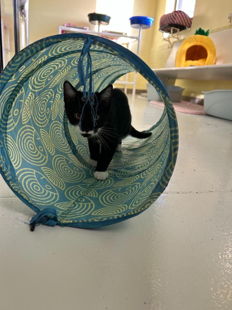 Simon, Adopted, Kitten Male Domestic Short Hair.