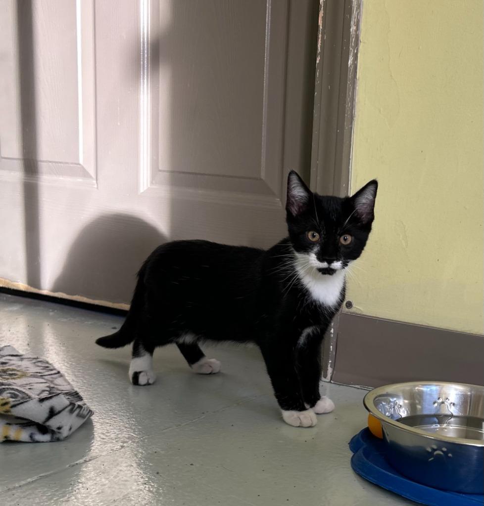 Simon, a Adopted mixed breed in Blountville, TN image 2/3