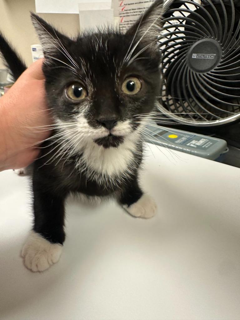 Simon, a Adopted mixed breed in Blountville, TN image 3/3