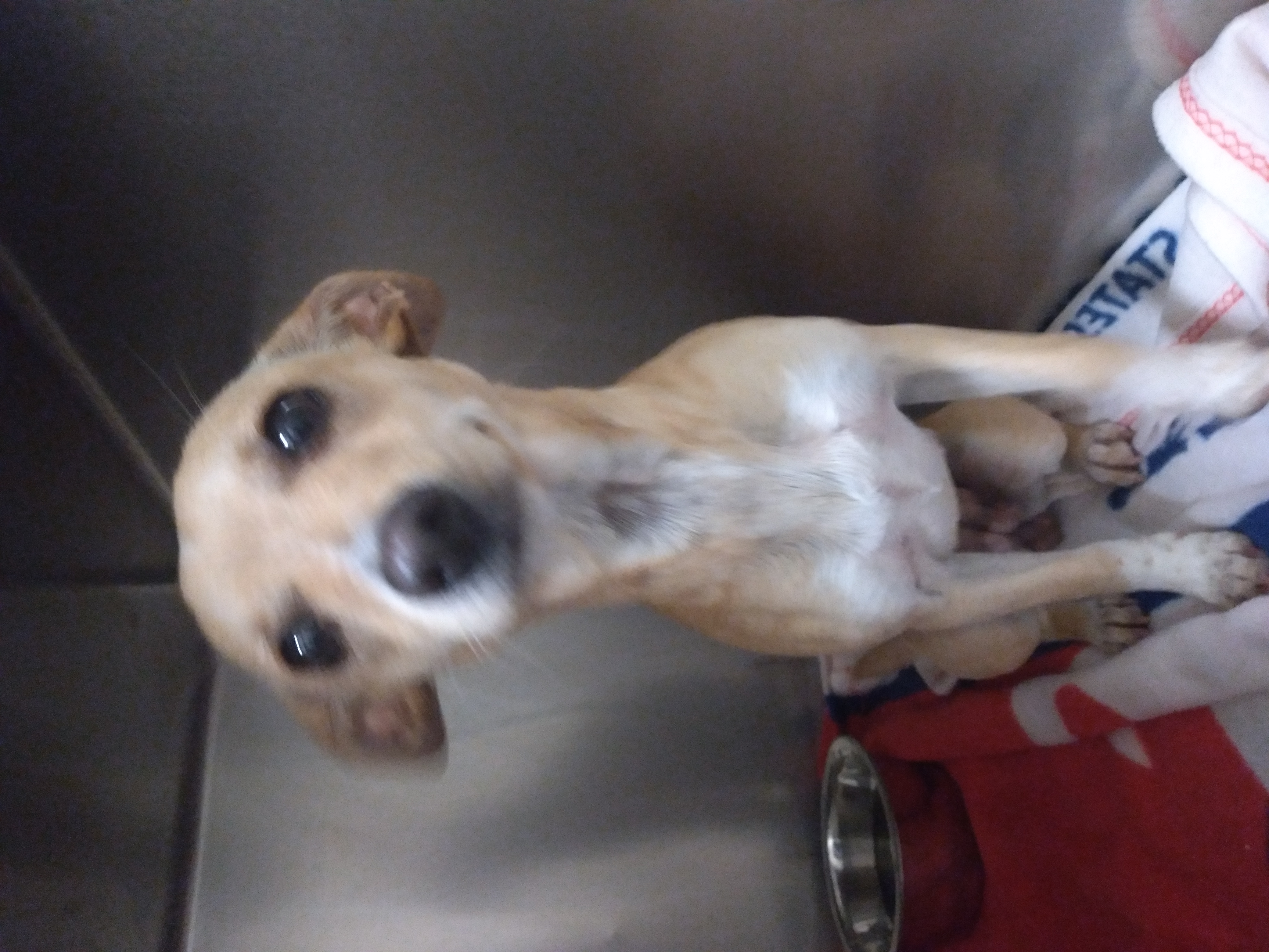 Cher, a Adopted Chihuahua in Tulsa, OK image 4/4