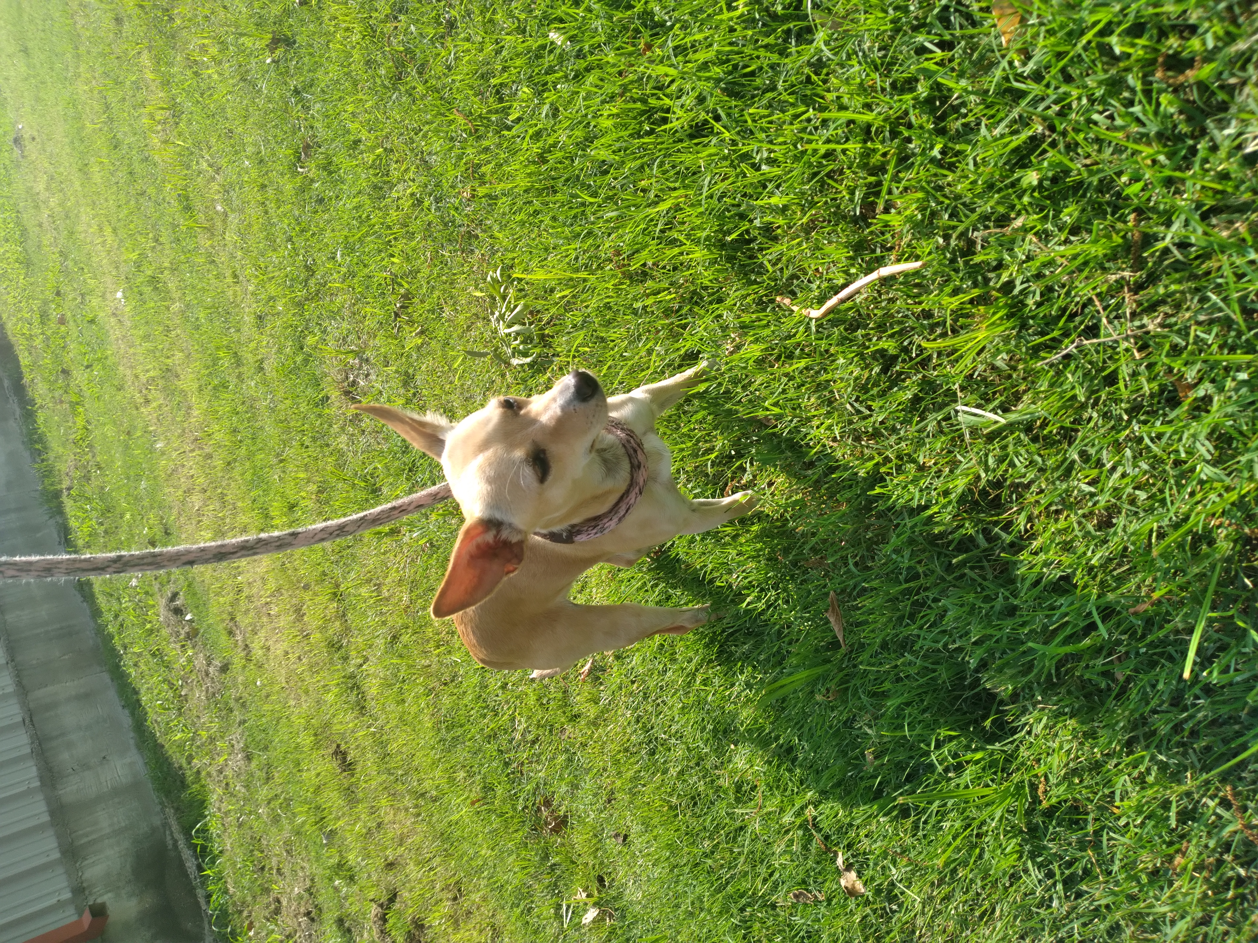 Cher, a Adopted Chihuahua in Tulsa, OK image 3/4