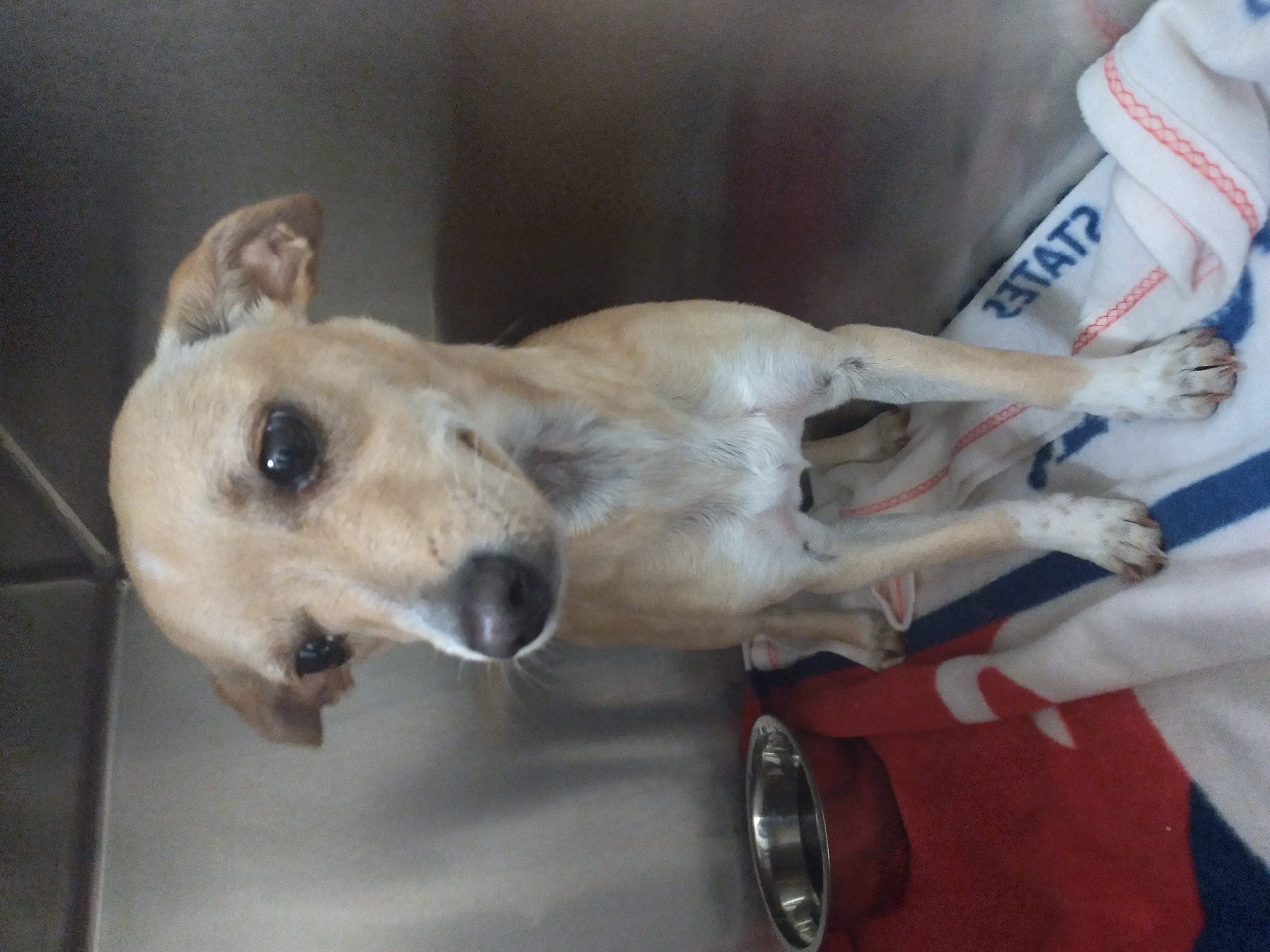 Cher, a Adopted Chihuahua in Tulsa, OK image 2/4