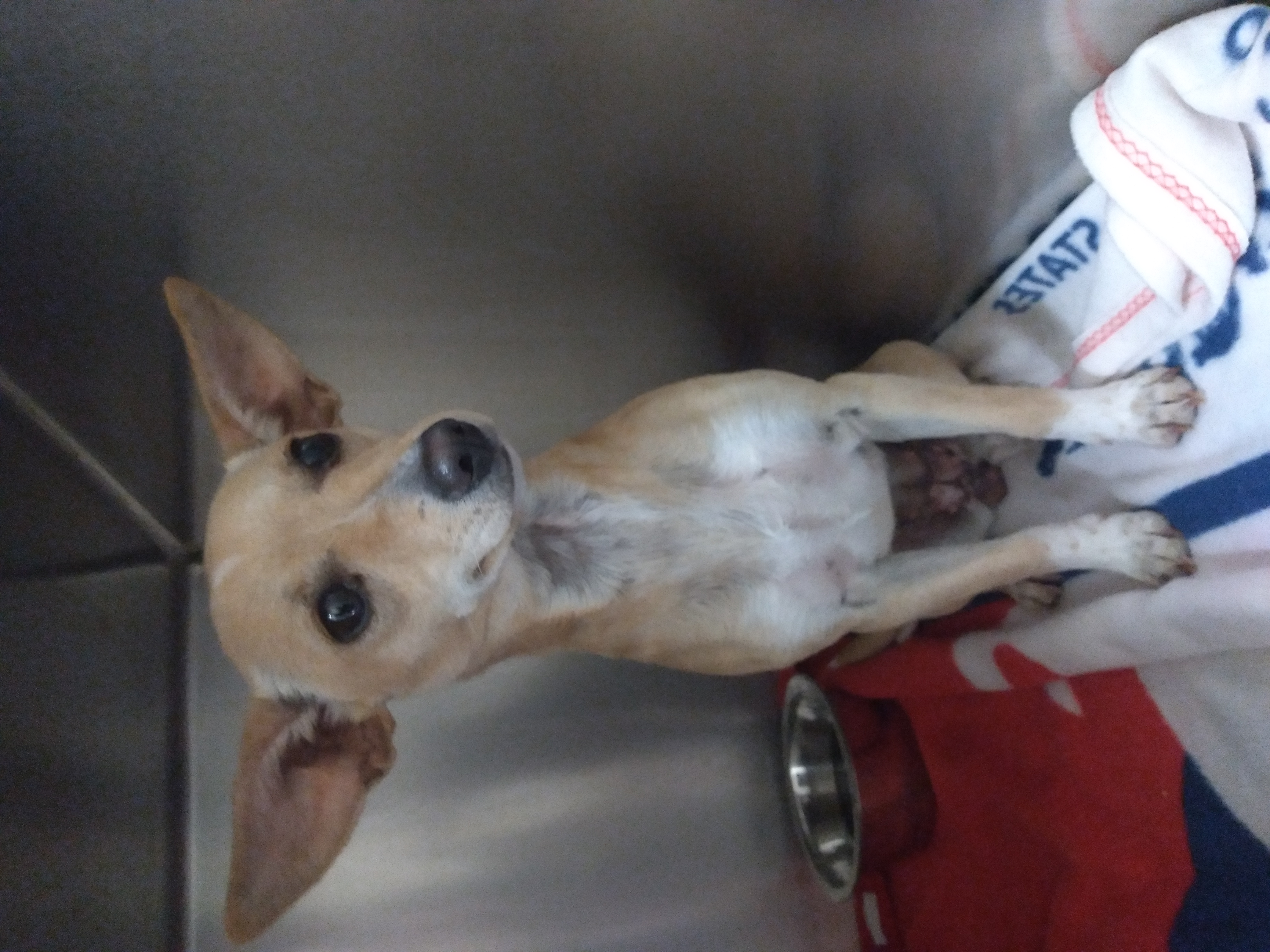 Cher, Adopted, Young Female Chihuahua.