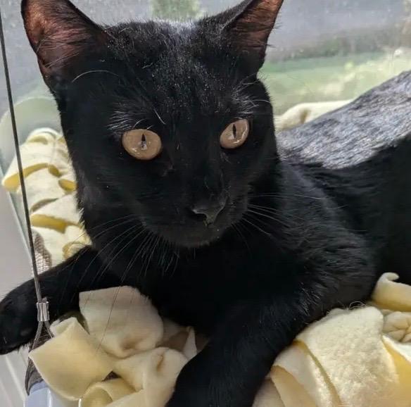 Enlarge Solomon, a Adoptable Domestic Short Hair in Gorham, ME image 1/2