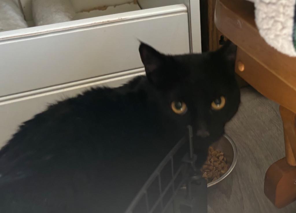 Enlarge Solomon, a Adoptable Domestic Short Hair in Gorham, ME image 2/2