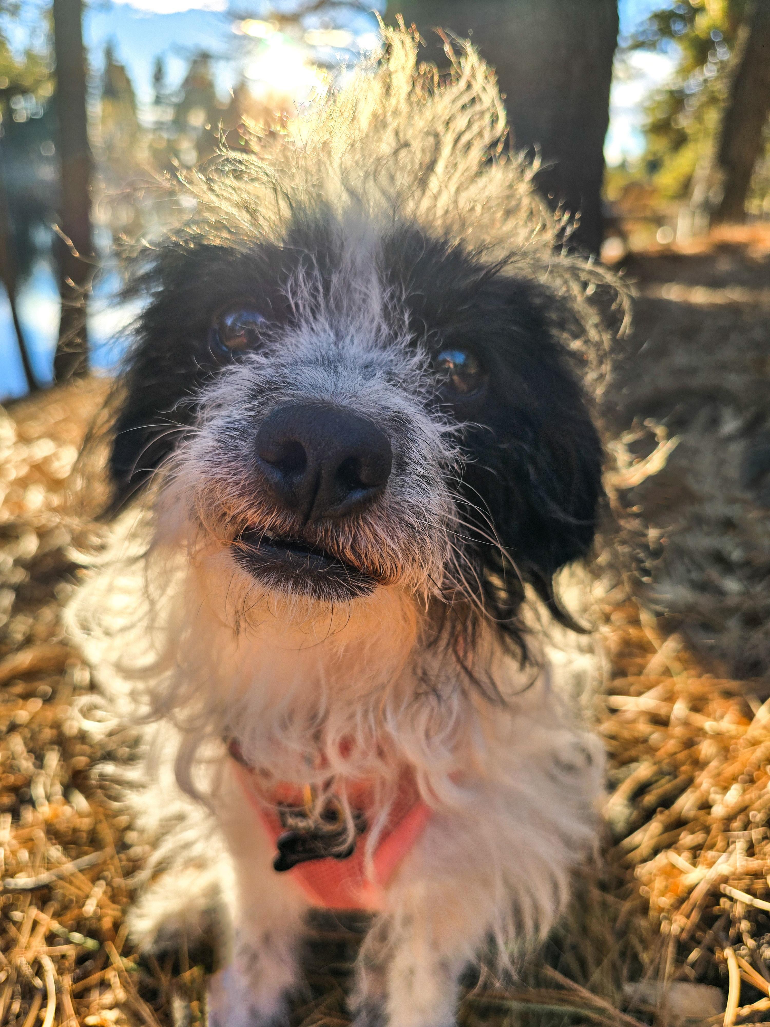 Winter, ADOPTABLE, Adult Female Terrier.