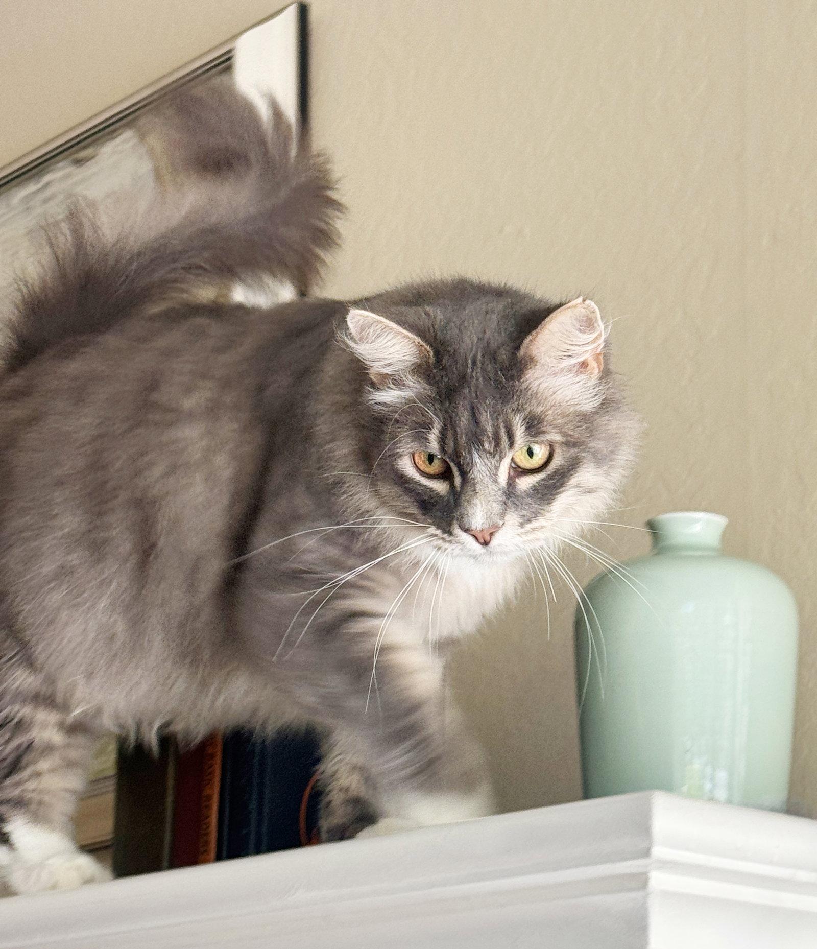 Enlarge Tucker, a Adoptable Tabby in Alameda, CA image 1/3