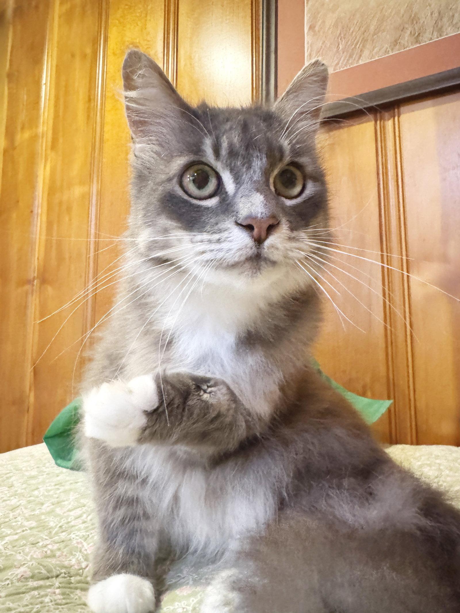 Enlarge Tucker, a Adoptable Tabby in Alameda, CA image 2/3