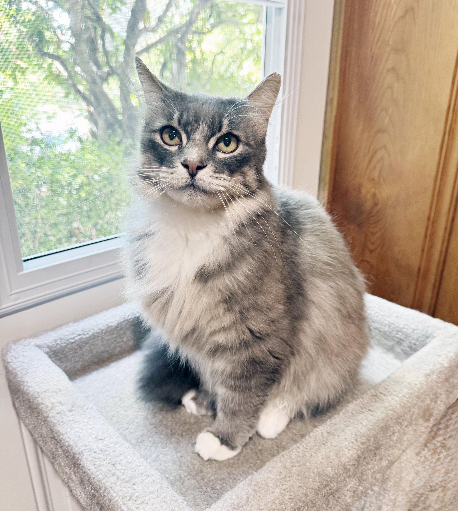Enlarge Tucker, a Adoptable Tabby in Alameda, CA image 3/3