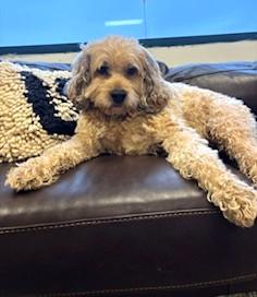 Buddy  Cockapoo  thumbnail 3