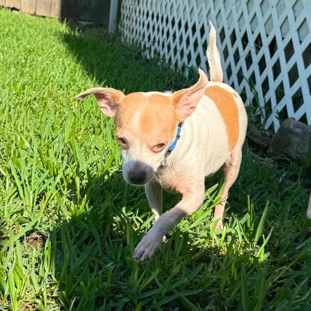 Pound Cake D11525, Adoptable, Senior Male Rat Terrier & Chihuahua.