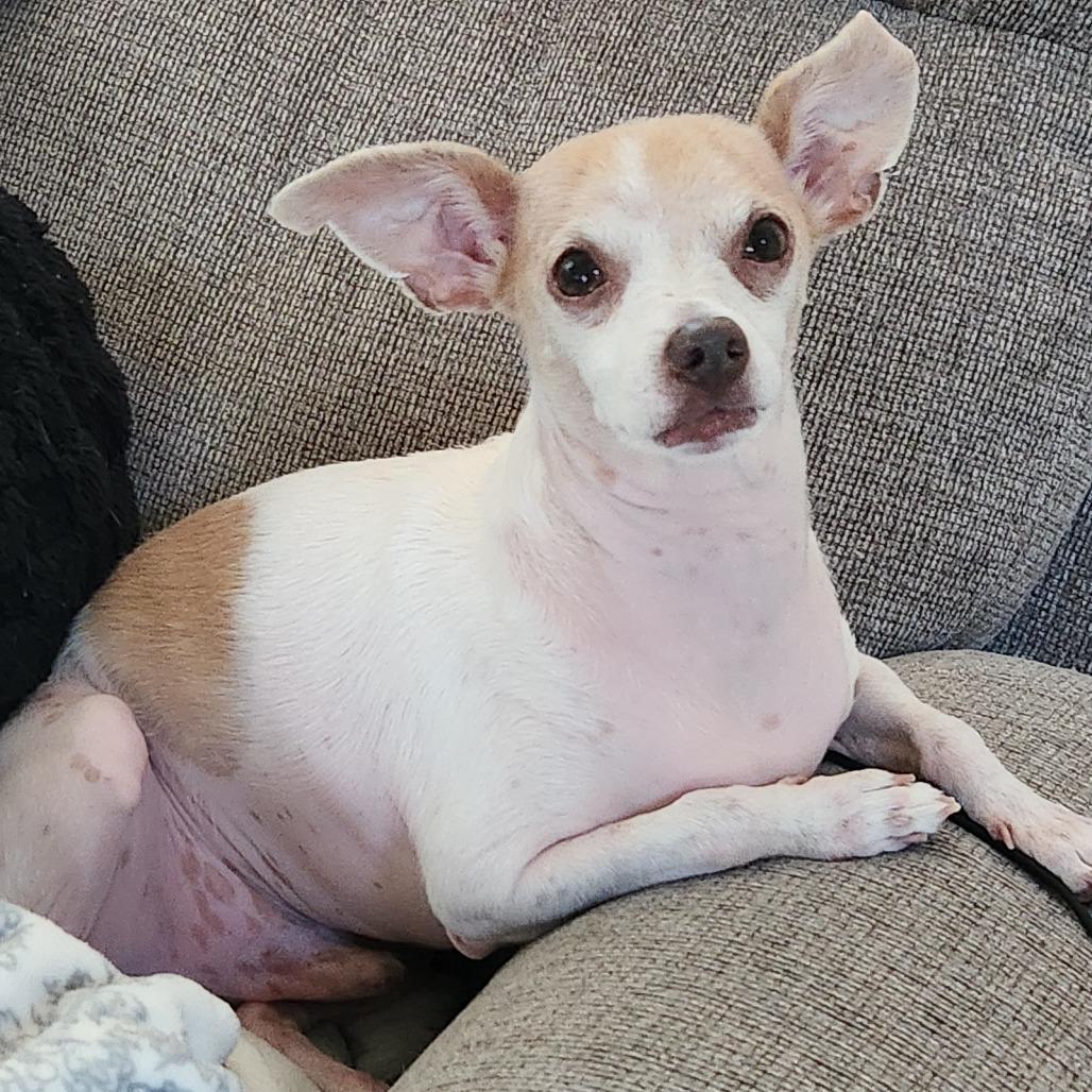 Enlarge Pound Cake D11525, a Adoptable mixed breed in Elk River, MN image 2/5