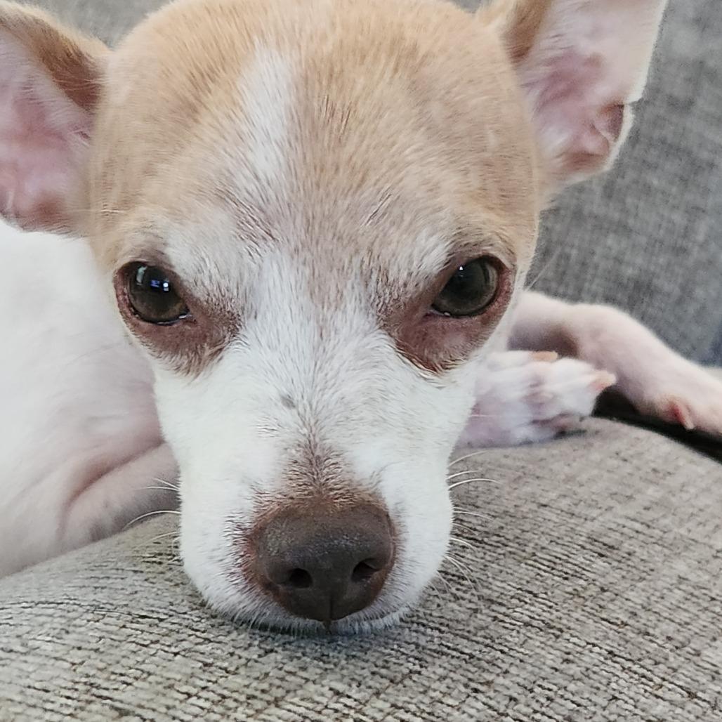 Enlarge Pound Cake D11525, a Adoptable mixed breed in Elk River, MN image 3/5