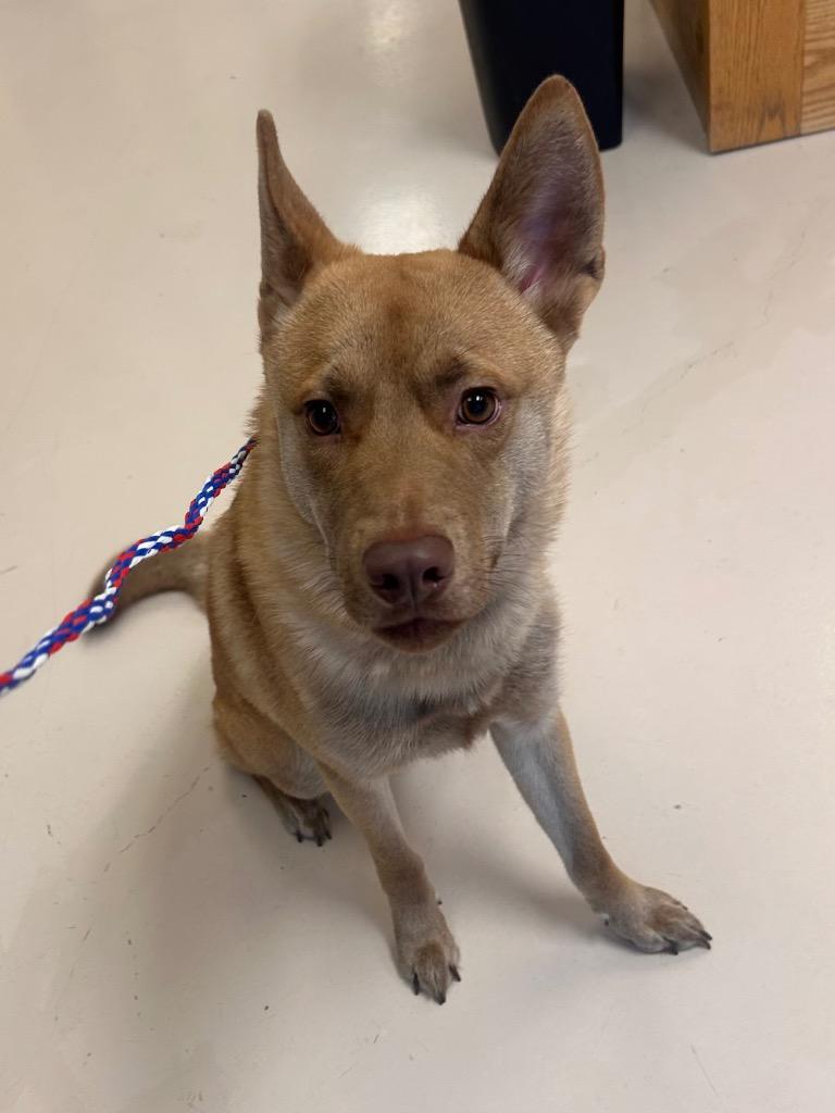 ROMAN, Adoptable, Young Male Carolina Dog & Mixed Breed.