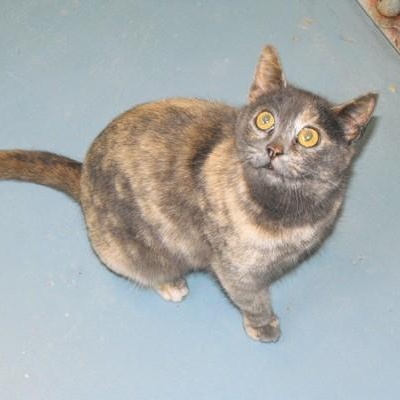 Enlarge Zada (3969C), an adoptable Domestic Short Hair in Ogdensburg, NY image 1/1