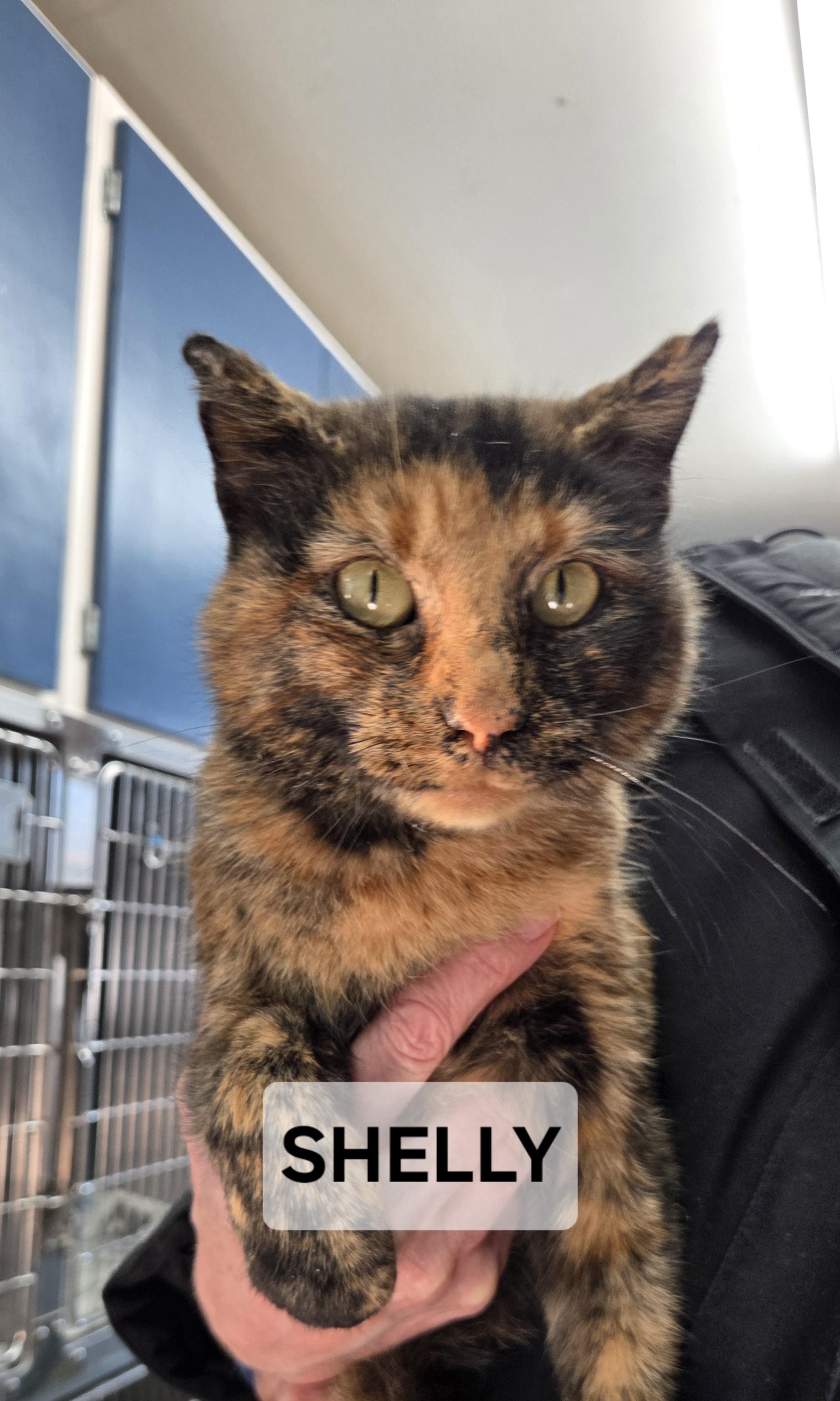 Enlarge Shelly, an adopted Tortoiseshell in Windom, MN image 1/1