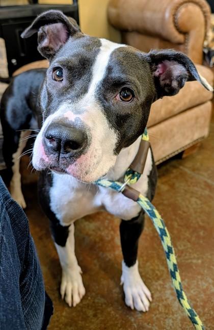 Enlarge Lucy, a Adoptable mixed breed in Independence, MO image 1/3