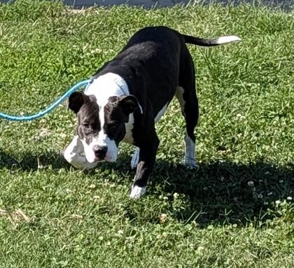 Enlarge Lucy, a Adoptable mixed breed in Independence, MO image 2/3