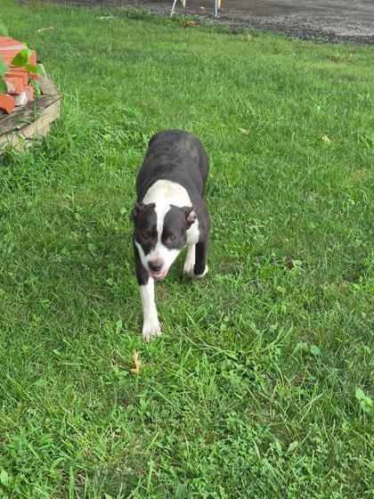 Enlarge Lucy, a Adoptable mixed breed in Independence, MO image 3/3