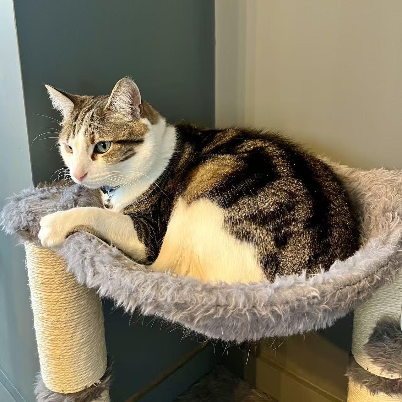 Enlarge Tiger, a Adoptable mixed breed in Hopkinton, MA image 4/6