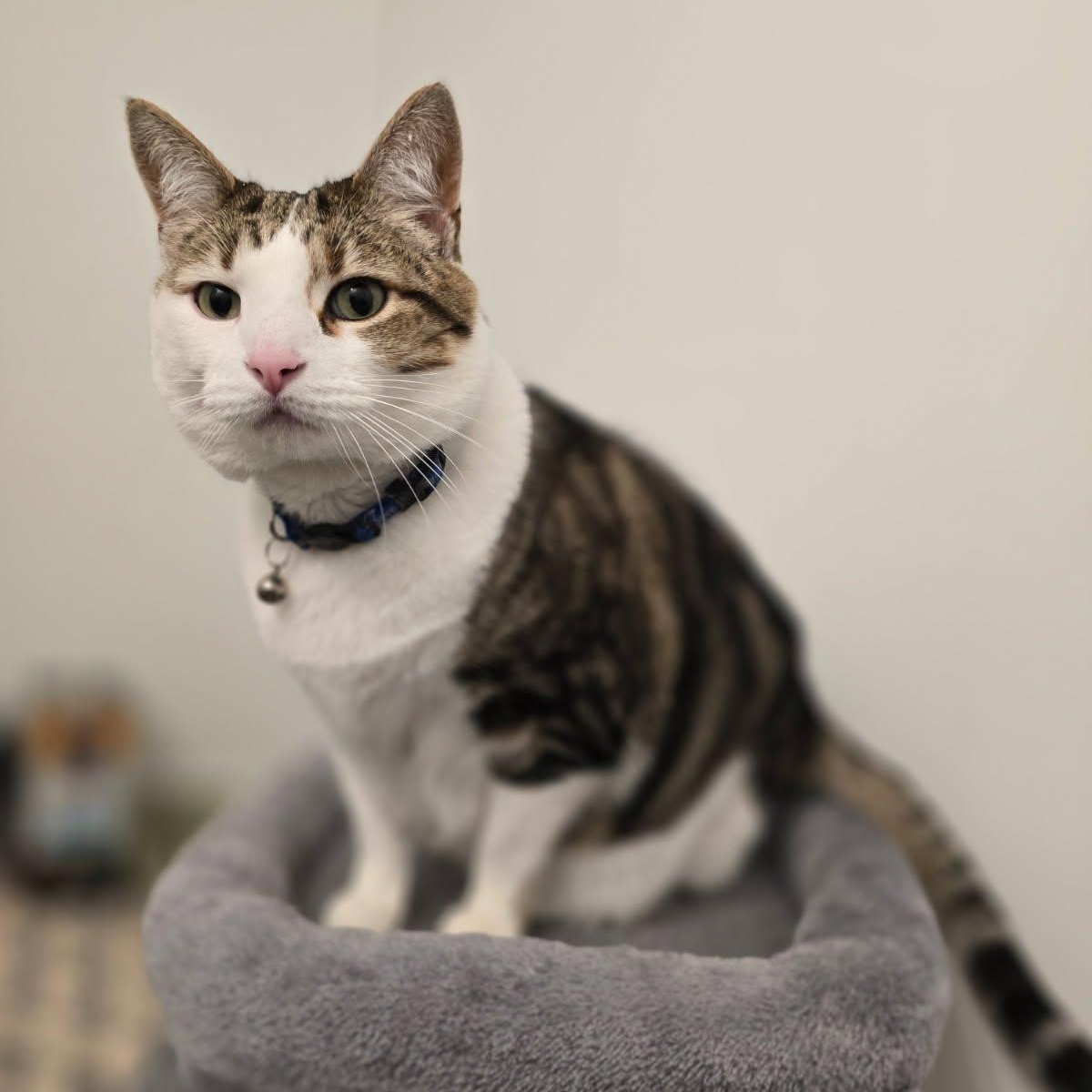 Tiger, Adoptable, Adult Male Domestic Short Hair.