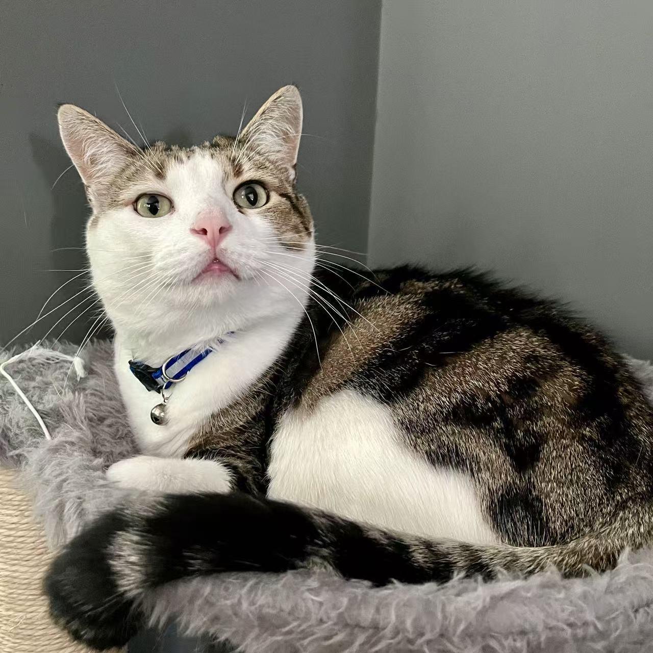 Enlarge Tiger, a Adoptable mixed breed in Hopkinton, MA image 3/6