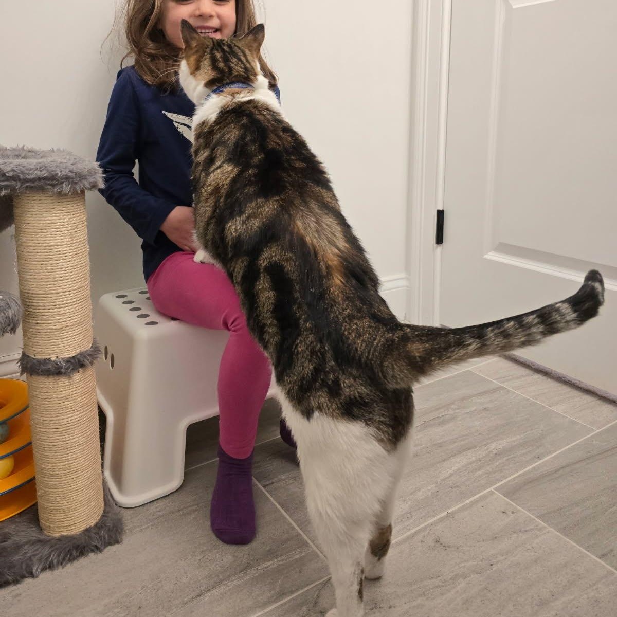 Enlarge Tiger, a Adoptable mixed breed in Hopkinton, MA image 5/6