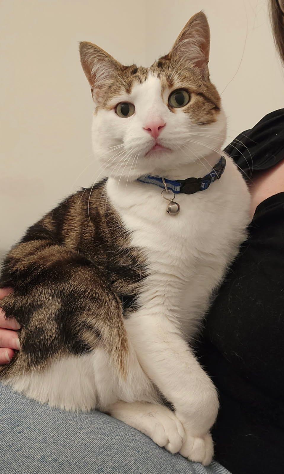 Enlarge Tiger, a Adoptable mixed breed in Hopkinton, MA image 6/6