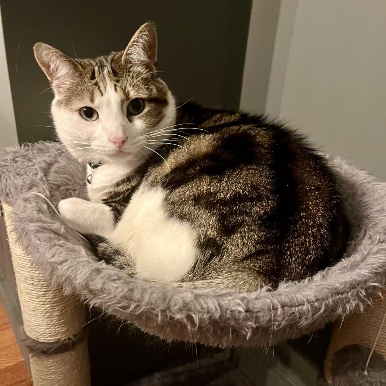 Enlarge Tiger, a Adoptable mixed breed in Hopkinton, MA image 2/6