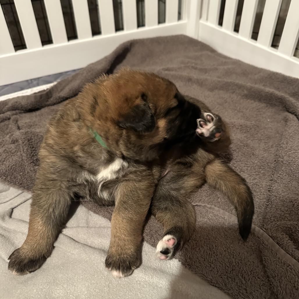 Ruckus, Adoptable, Puppy Male Shepherd.