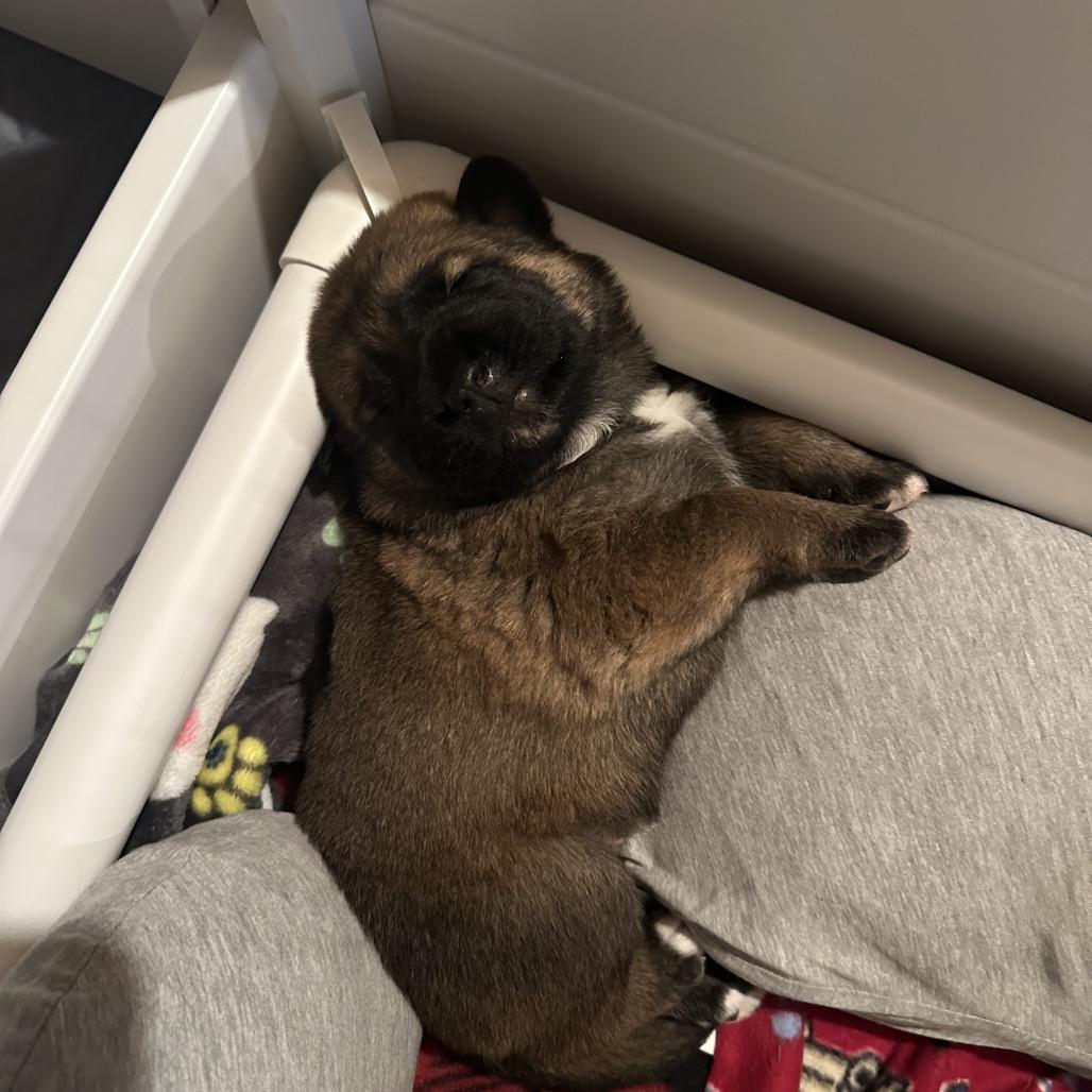 Enlarge Ruckus, a Adoptable Shepherd in Saratoga Springs, NY image 2/6