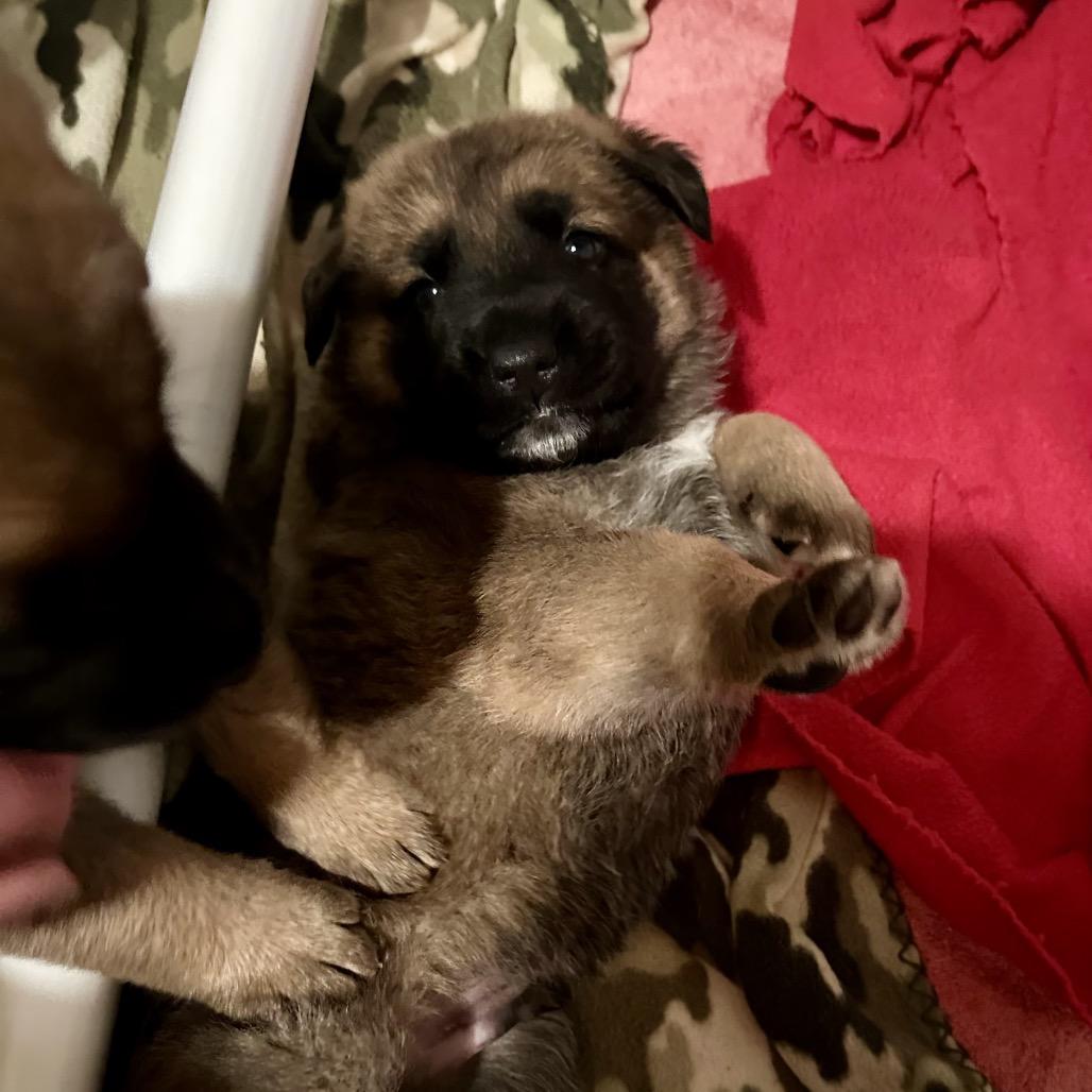 Enlarge Ruckus, a Adoptable Shepherd in Saratoga Springs, NY image 3/6