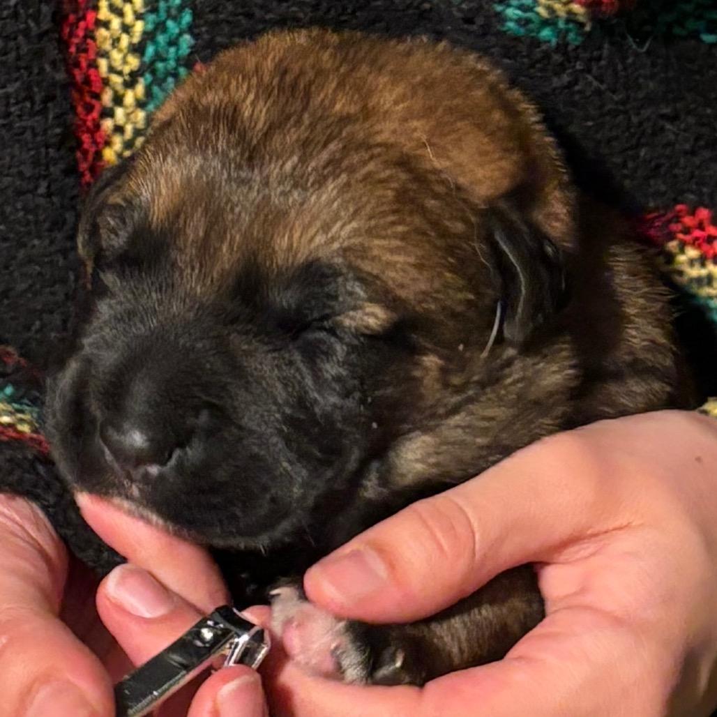 Enlarge Ruckus, a Adoptable Shepherd in Saratoga Springs, NY image 4/6