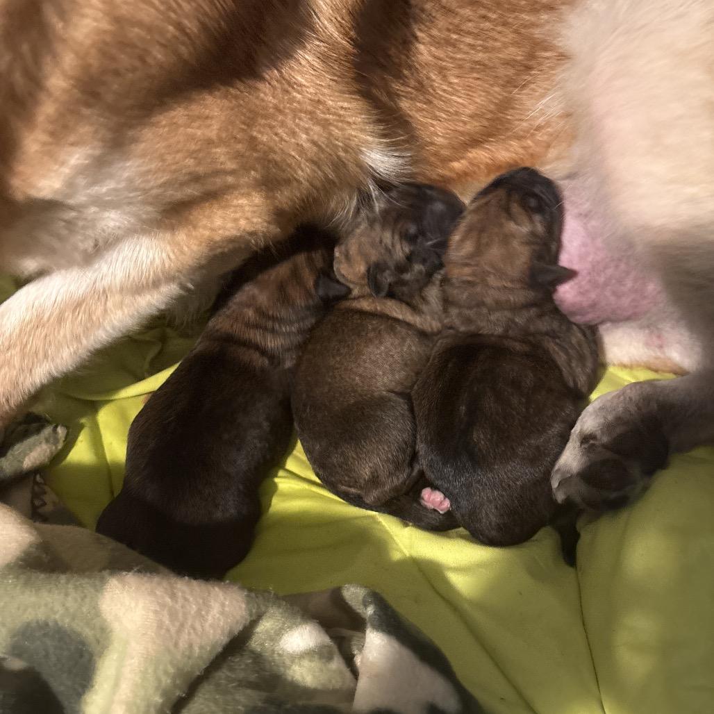 Enlarge Ruckus, a Adoptable Shepherd in Saratoga Springs, NY image 5/6