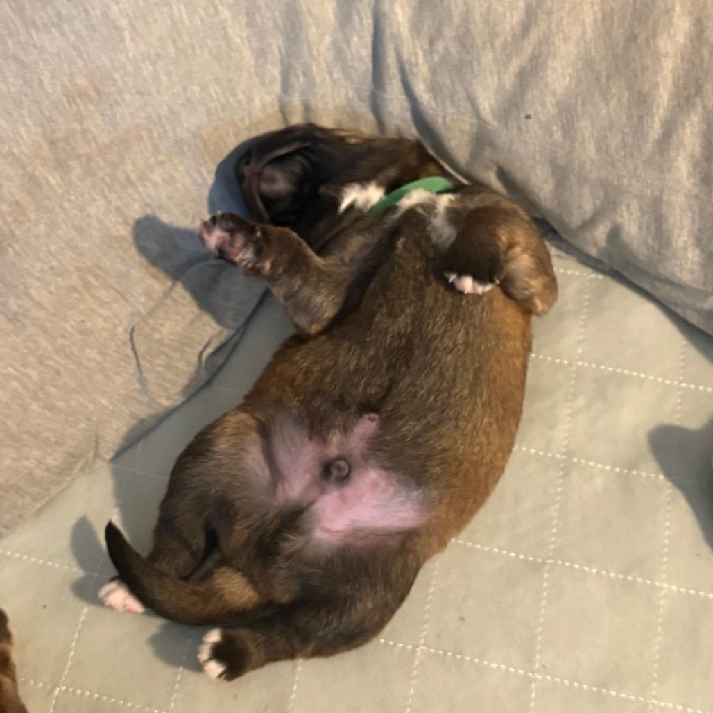 Enlarge Ruckus, a Adoptable Shepherd in Saratoga Springs, NY image 6/6