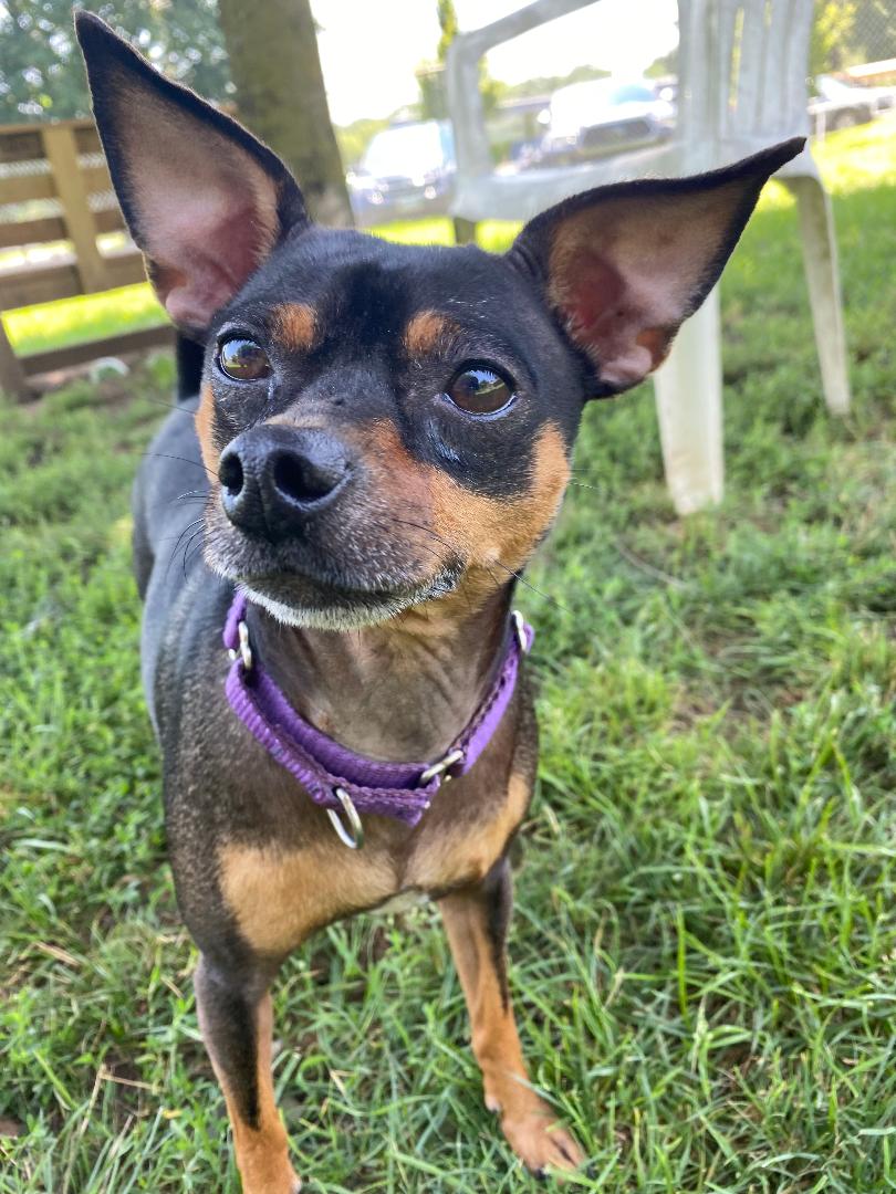 Gideon, a Adoptable mixed breed in New Milford, CT image 1/12