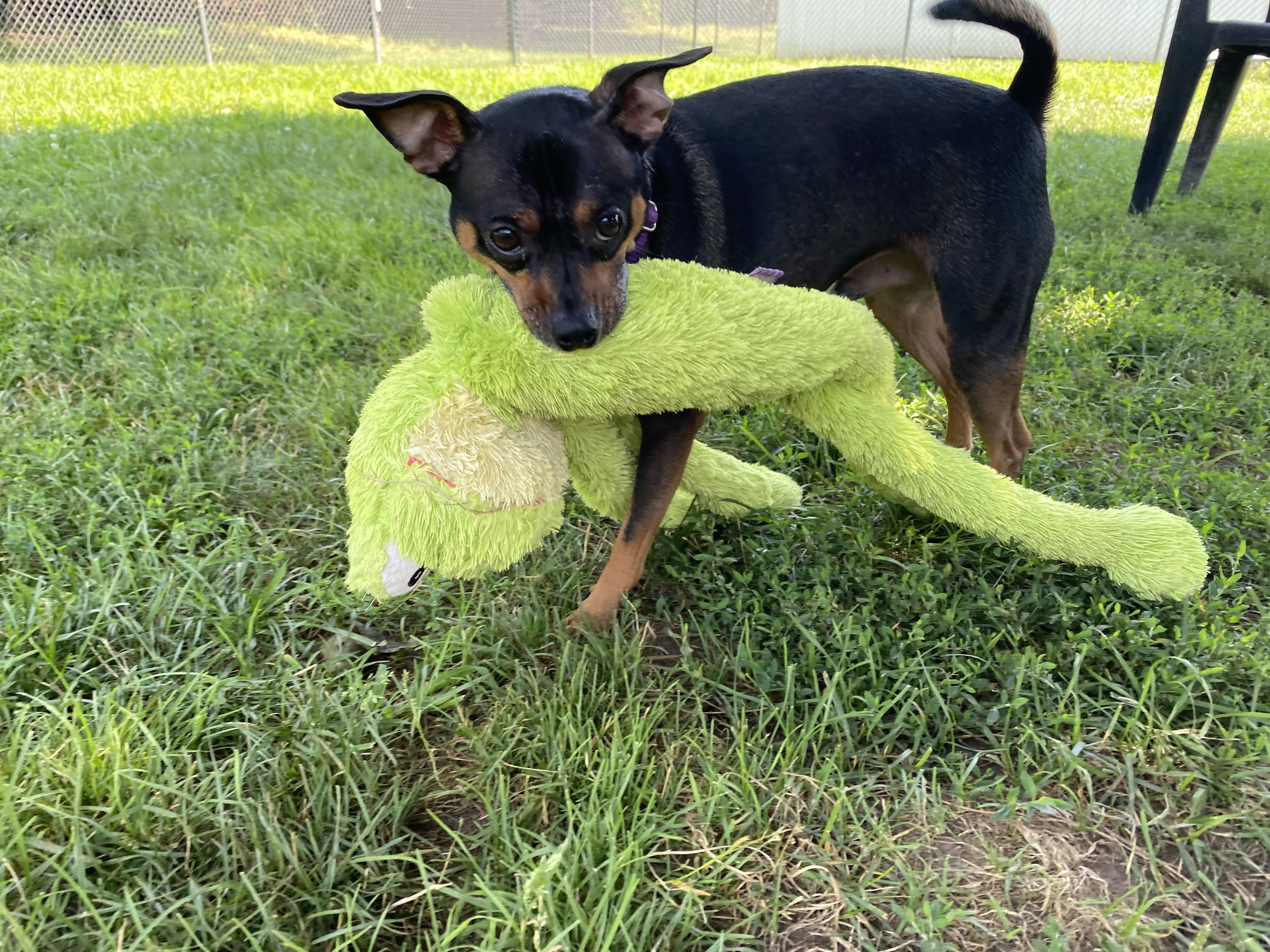Gideon, a Adoptable mixed breed in New Milford, CT image 2/12